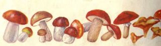 грибы картинка
