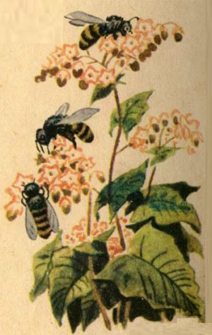 пчелы на гречихи собирают мед